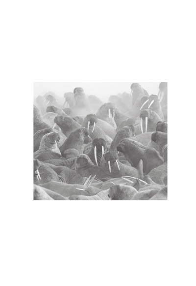 Ett liv på vår planet bild s, 94.jpg