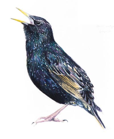 Bevingade vänner illustration av Axel Thorenfeldt