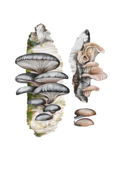 Ovanliga matsvampar, illustration: Saga Mariah Sandberg