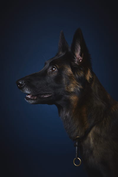 Hundens hemligheter av Per Jensen. Foto: Linda Prieditis