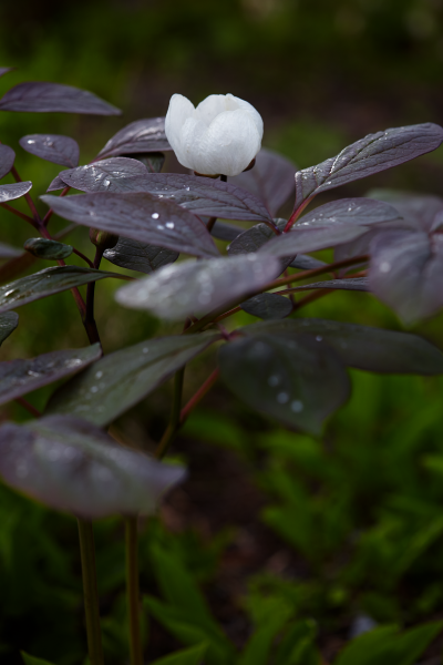 Inlagebild Min skogsträdgård av Marika Delin, Foto: Karin Björkquist
