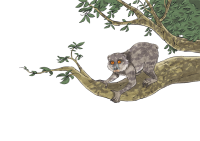 143 - Animal on tree.tif