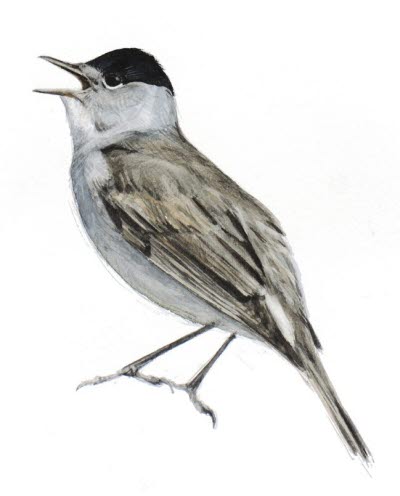 Bevingade vänner illustration av Axel Thorenfeldt