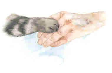 Hand och tass_illustration Ane Gustavsson.jpg