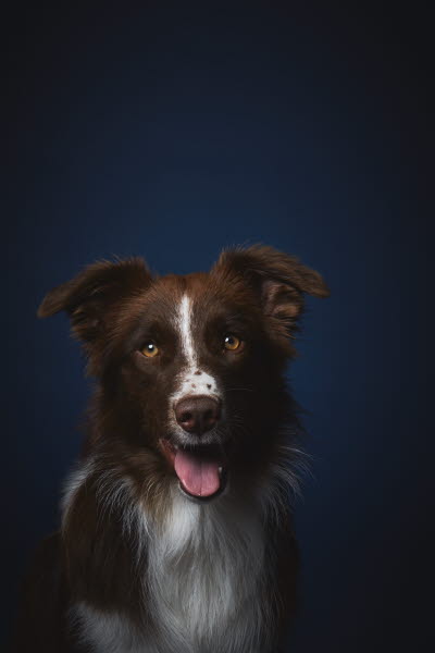 Hundens hemligheter av Per Jensen. Foto: Linda Prieditis