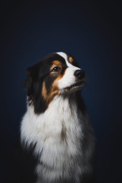 Hundens hemligheter av Per Jensen. Foto: Linda Prieditis