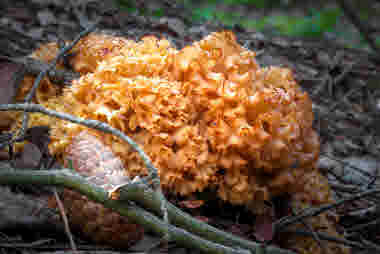 Ovanliga matsvampar, foto: Oliver Karlöf