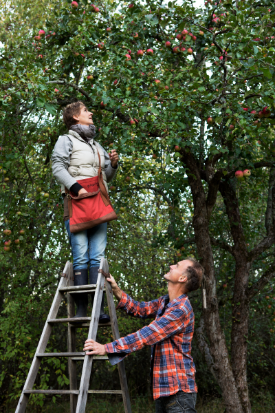 Katharina och Lars plockar äpplen.tif