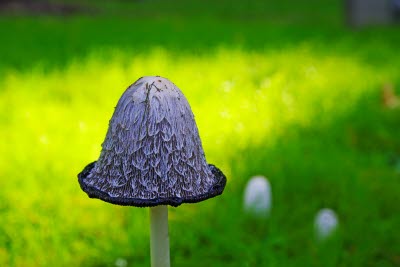 Ovanliga matsvampar, foto: Oliver Karlöf