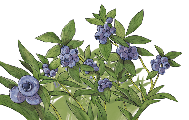 108 - blueberries.tif