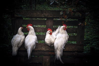 Världens vanligaste fågel_9789127171138.jpg