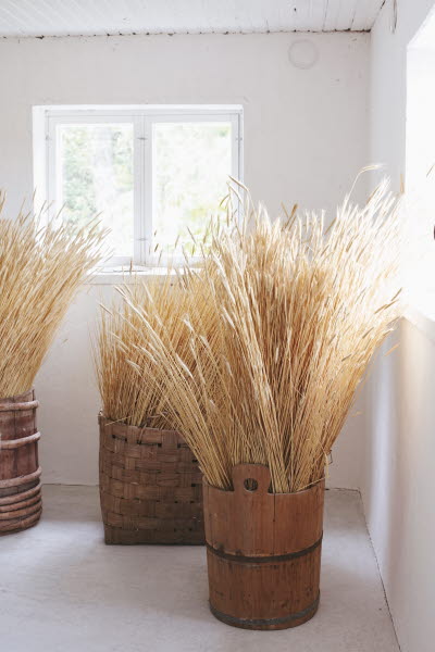 Inlagebild Halm av Eija Koski, foto: Katja Lösönen