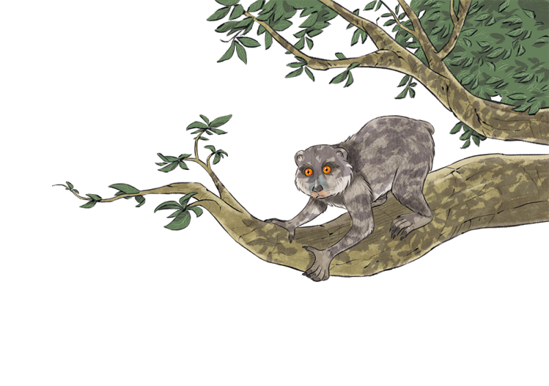 143 - Animal on tree.tif