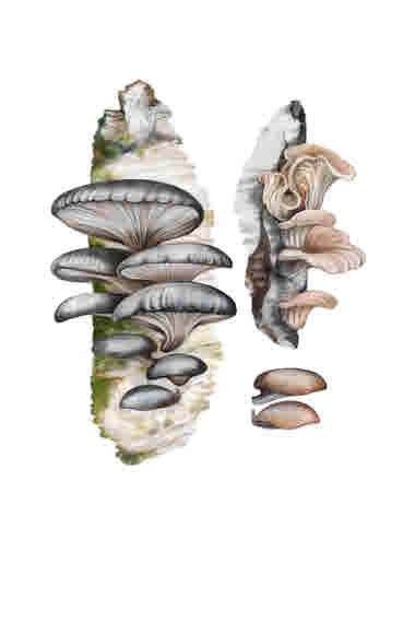 Ovanliga matsvampar, illustration: Saga-Mariah Sandberg