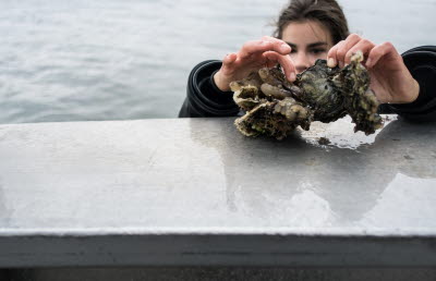 Vildplockade ostron foto Olivia Thordén Rubie