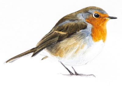 Bevingade vänner illustration av Axel Thorenfeldt