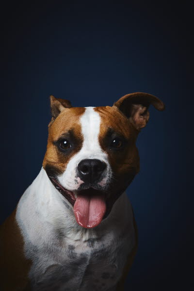 Hundens hemligheter av Per Jensen. Foto: Linda Prieditis